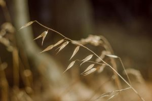 What Are The Benefits of Oat Lipid For The Skin?