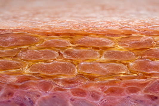 Ceramides: The Skin Barrier's Essential Building Blocks